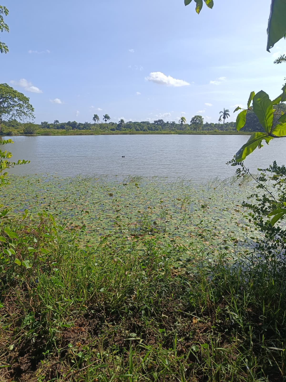 Laguna del proyecto Campestre Carlos Julio